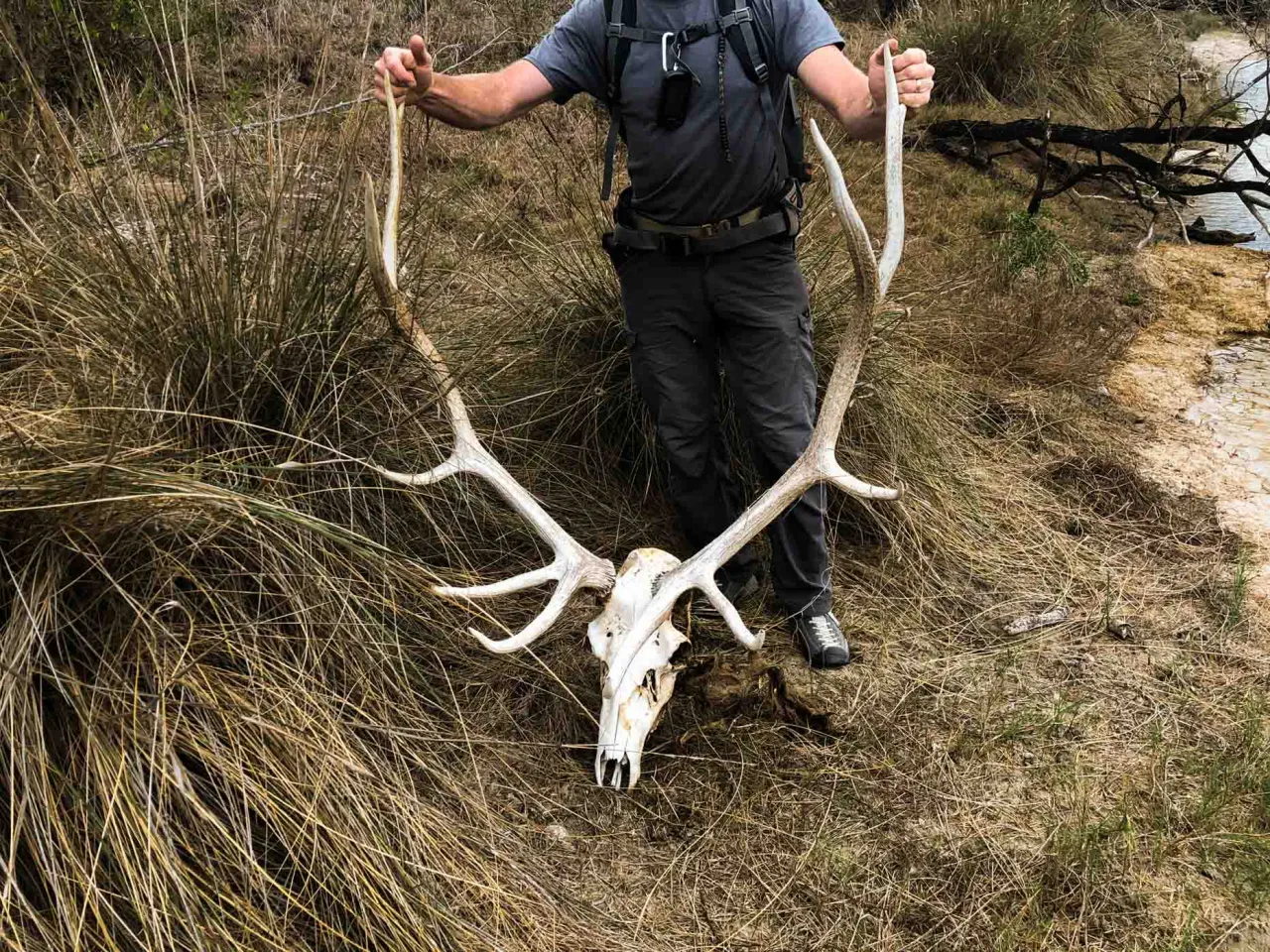 Hunter holding a large elk skull and antlers in tall grass